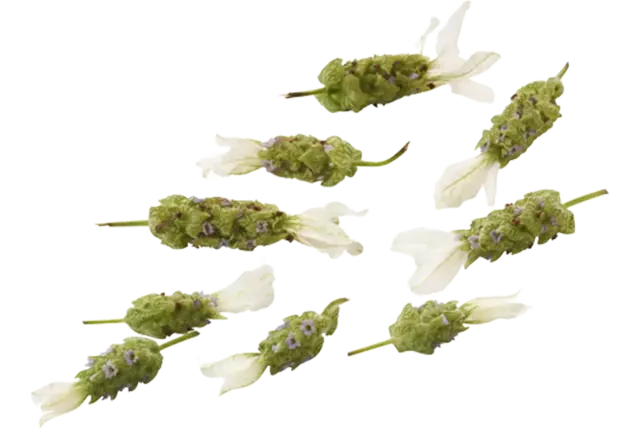 Eetbare bloem Lavendel wit 20st. stuk