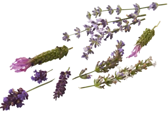 Edible flower Lavender mix 20pc piece
