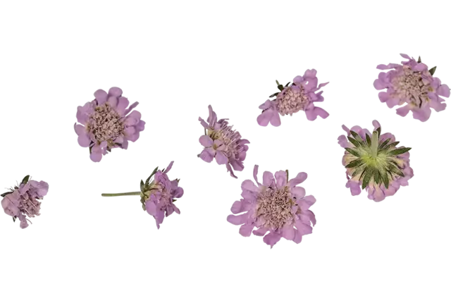 Eetbare bloem Duifkruidbloem lila 8st. stuk