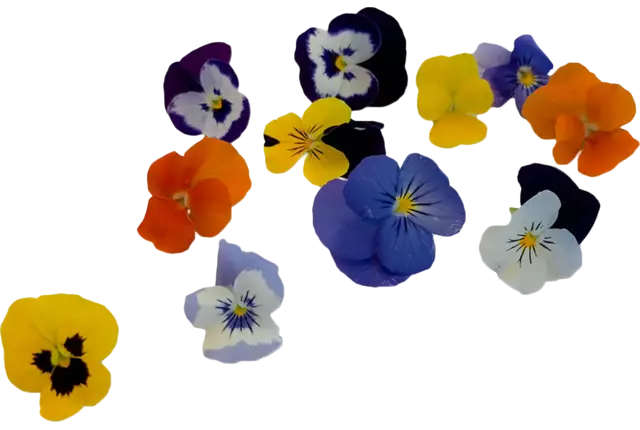 Edible flower Violets mix 25 pcs piece