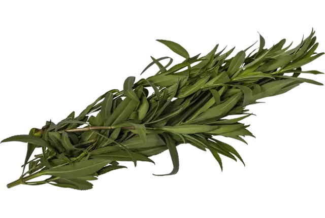 Estragon mexicain 50g pièce