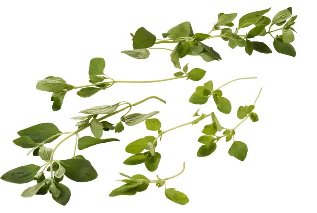 Wilde Marjolein 20gr. stuk