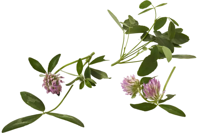 Honey clover 20gr piece