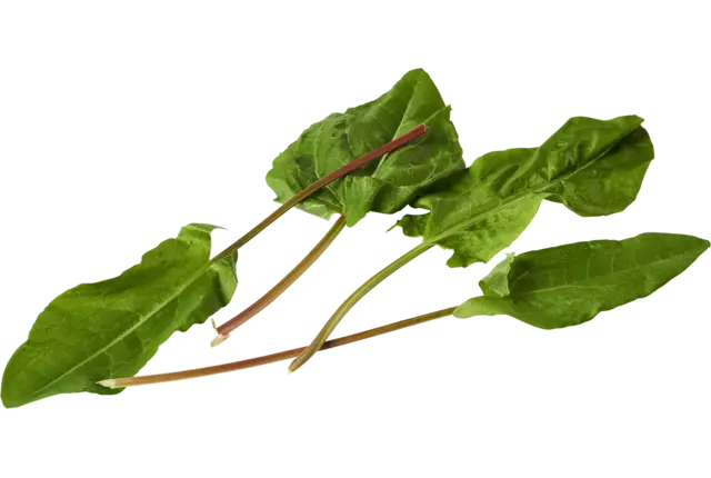 Oseille cheveaux 30g pièce