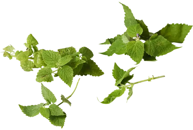 Korean mint piece
