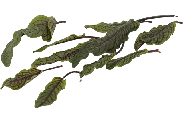 Blood sorrel bush piece