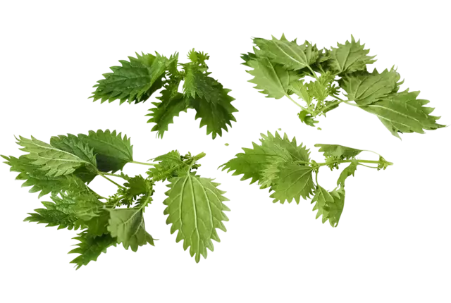 Nettle top 30gr piece
