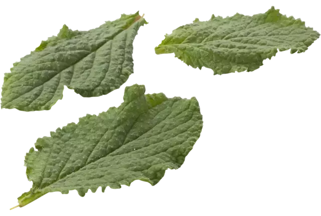 Borageblad 30gr. stuk