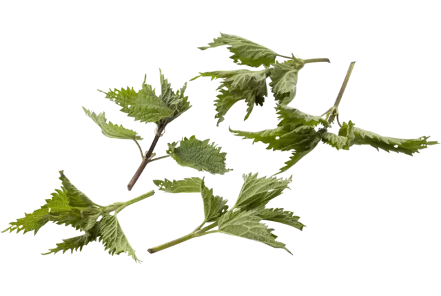 Nettle 15gr piece