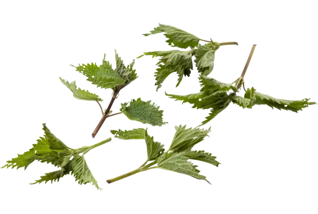 Nettle crade 1 kilo