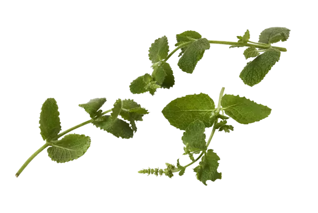 Pineapple mint 20gr piece