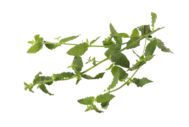 Fraises menthe 20g pièce