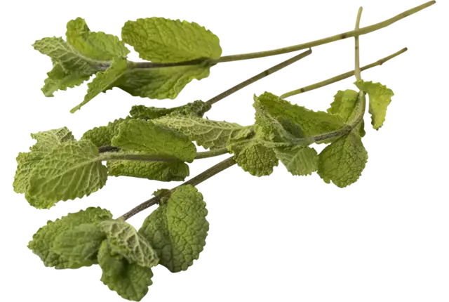 Appelmunt 20gr. stuk