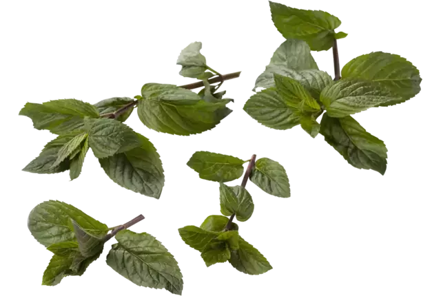 Chocolade munt 20gr. stuk