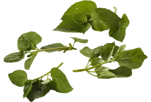 Menthe de mandarin 20g pièce