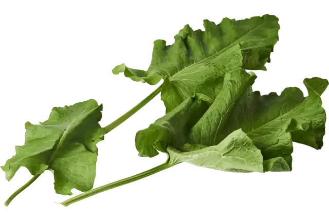 Oseille sauvage 30g pièce
