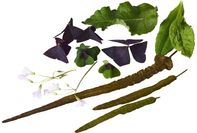Zuring mix  +-- 30 blaadjes stuk
