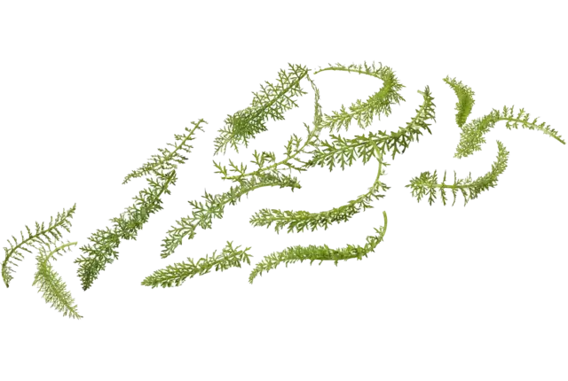 Yarrow leaf 20gr piece