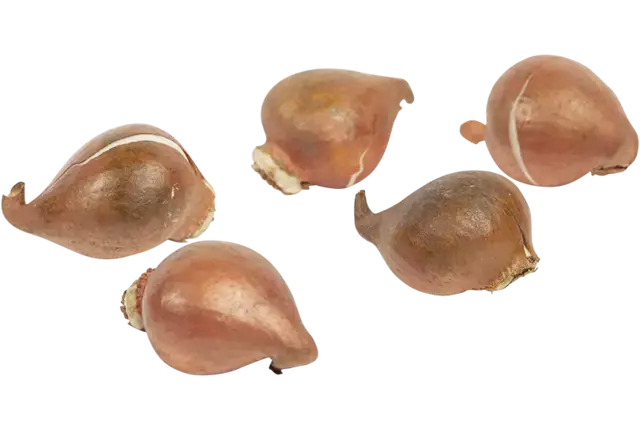 Tulpenbollen 250gr kist 6 stuks