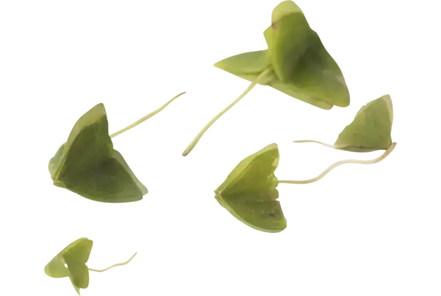 Klaverzuring groen +-- 100 blaadjes stuk