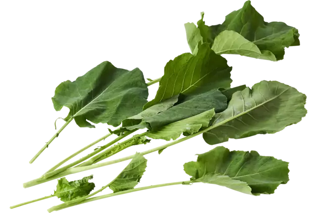 Chou de moutarde 200g pièce