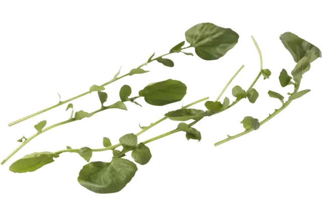 Barbarea herbs 50gr piece