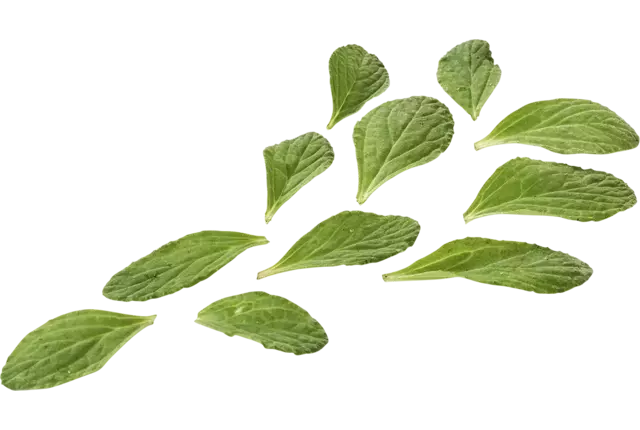 Mini borage kruid 50gr. stuk