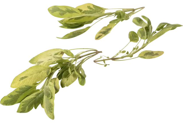 Gold sage 50gr piece