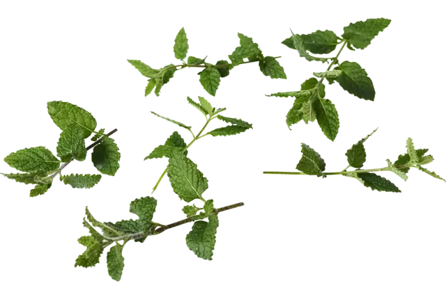 Keizers mint 30gr stuk
