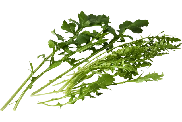 Arugula coltivata 75gr piece
