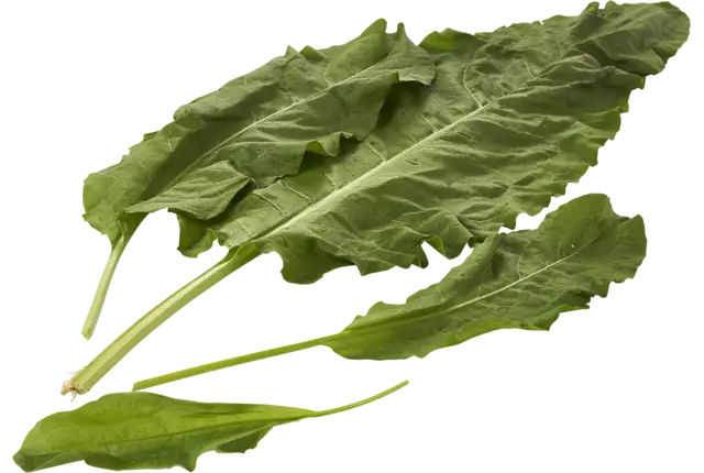 Spinach sorrel bush piece