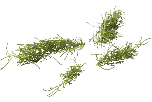 Herbe d'olive 15g pièce