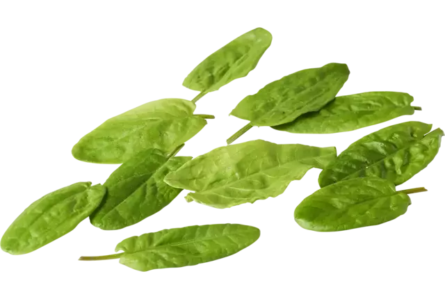 Mini oseille d'epinards 20g pièce