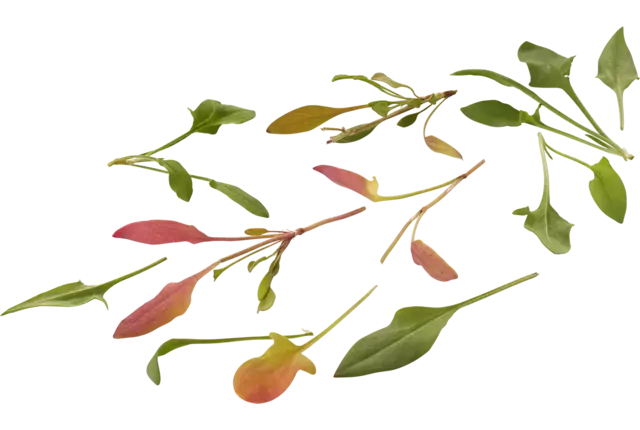 Mini oseille 20g pièce