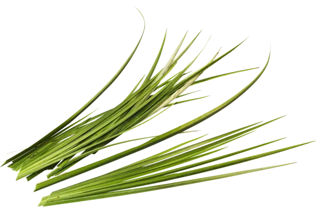 Calamus 10g pièce