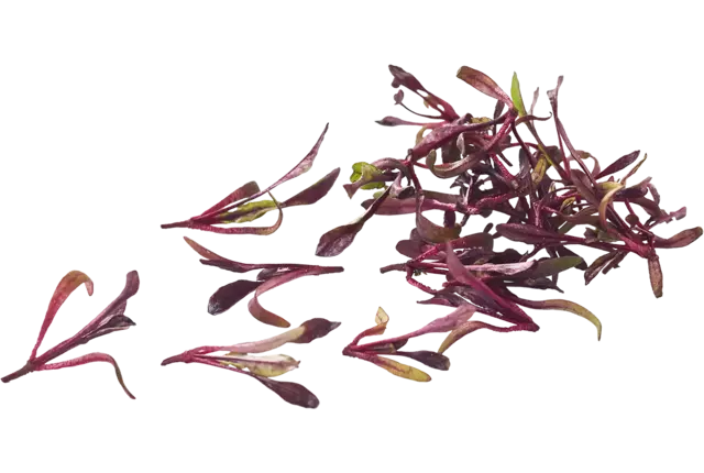 Cress de betterave rouge 20g pièce