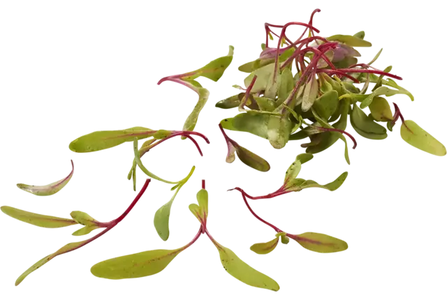 Bieten mix cress 20gr. stuk
