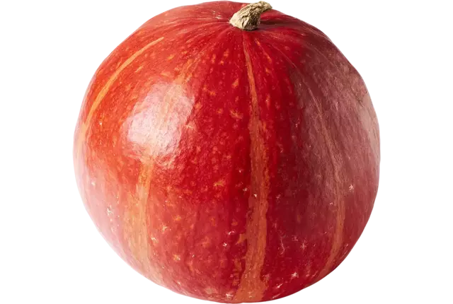 Pompoen Connecticut 5,5 kilo kist 1 stuk