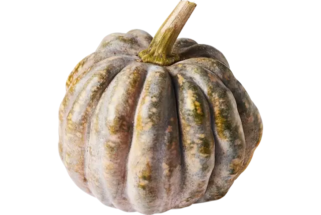 Pompoen Crown 2 tot 3,5 kilo kist 1 stuk