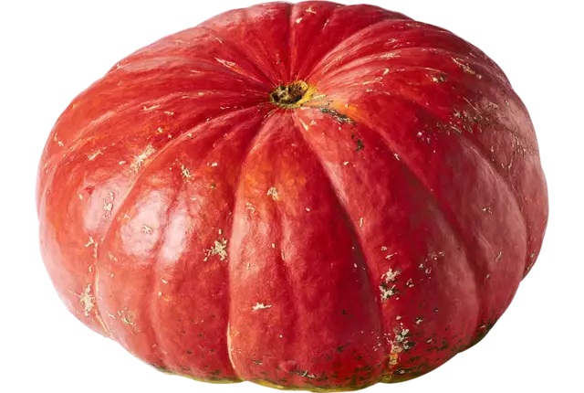 Pompoen Garbo 5 tot 7 kilo kist 1 stuk