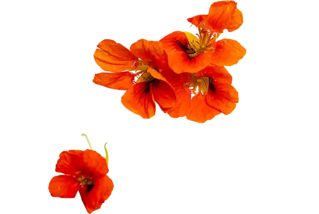 Oost indische kers rood 10st.