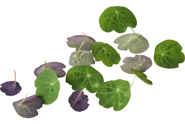 Oost indische kers blad 30 stuks