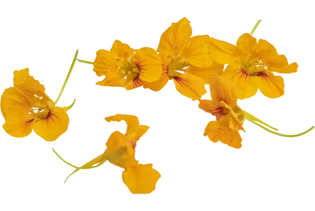 Nasturtium orange 15pc piece