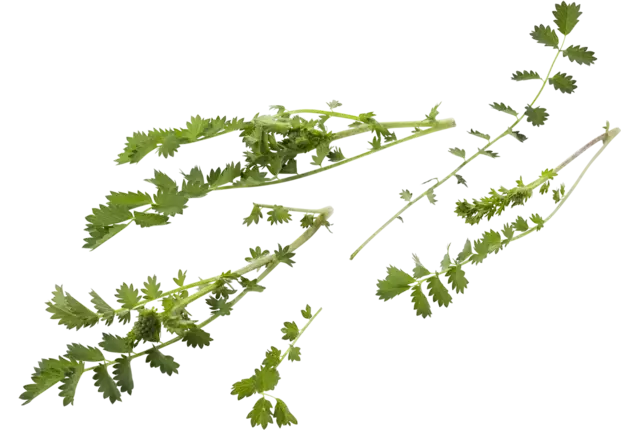 Burnet 15g pièce