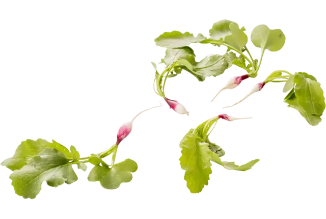 Micro radish piece