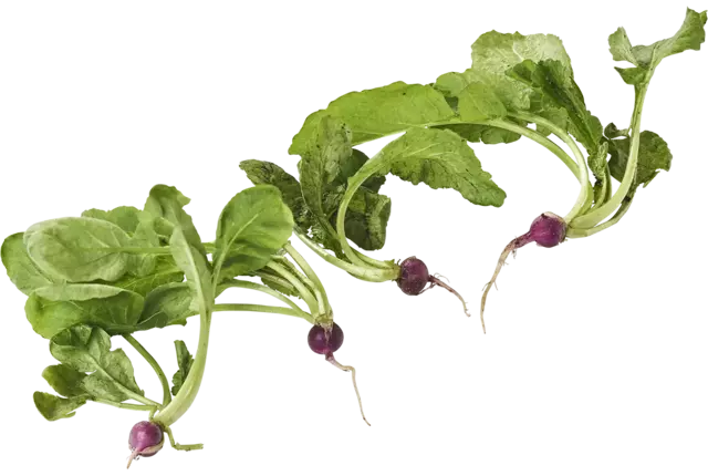 Mini radish bush piece