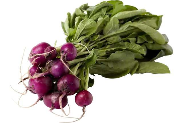 Radis violet pièce