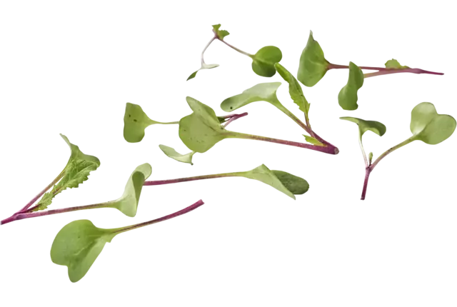 Mini radish shoots 30gr piece