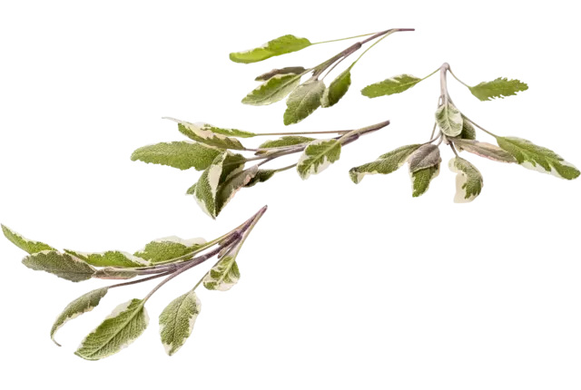 Salie 3 kleuren 20gr. stuk