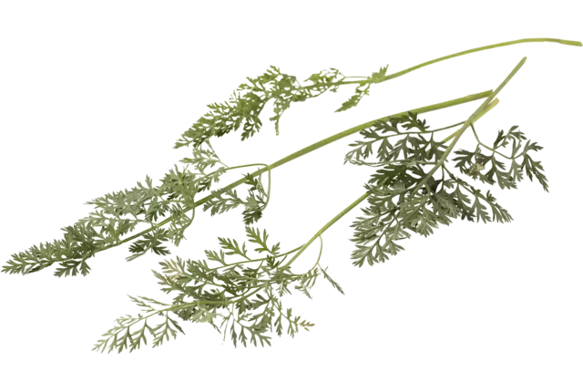 Carrot leaves bush piece